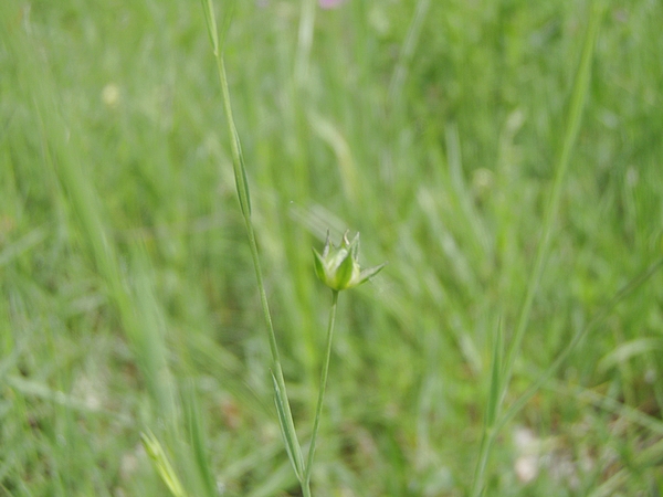 Linum bienne, Aquilegia sp., Veronica chamaedrys